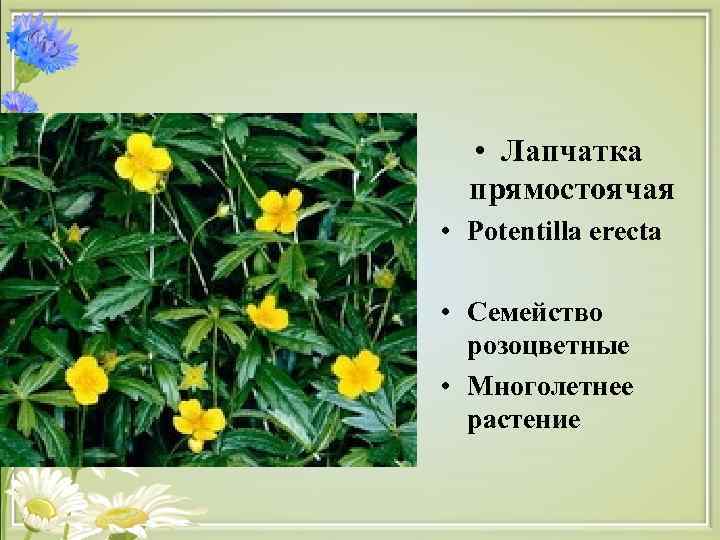  • Лапчатка прямостоячая • Potentilla erecta • Семейство розоцветные • Многолетнее растение 