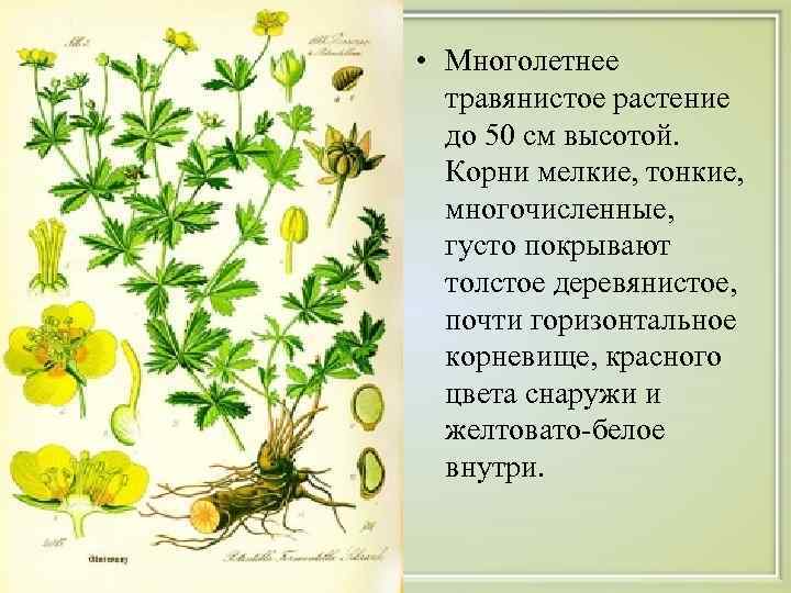  • Многолетнее травянистое растение до 50 см высотой. Корни мелкие, тонкие, многочисленные, густо