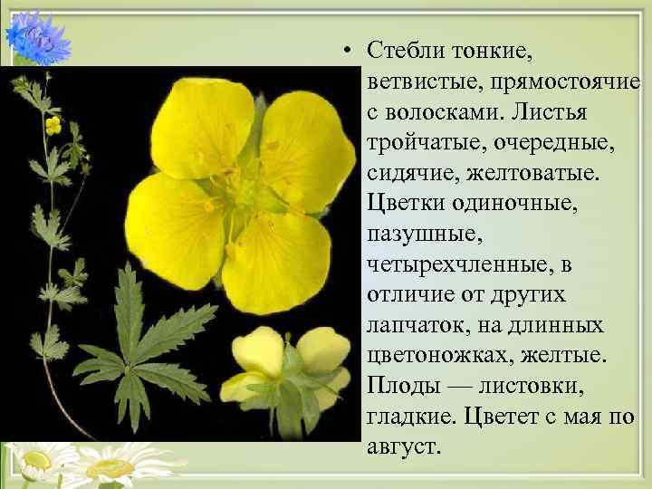  • Стебли тонкие, ветвистые, прямостоячие с волосками. Листья тройчатые, очередные, сидячие, желтоватые. Цветки