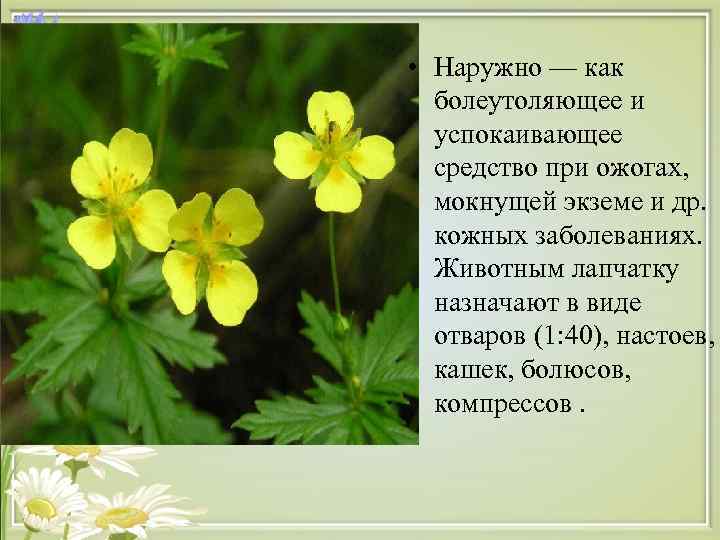  • Наружно — как болеутоляющее и успокаивающее средство при ожогах, мокнущей экземе и