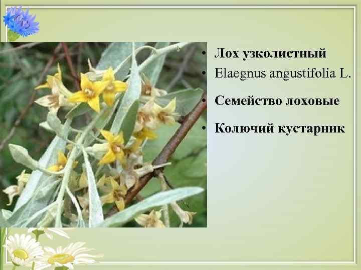  • Лох узколистный • Elaegnus angustifolia L. • Семейство лоховые • Колючий кустарник