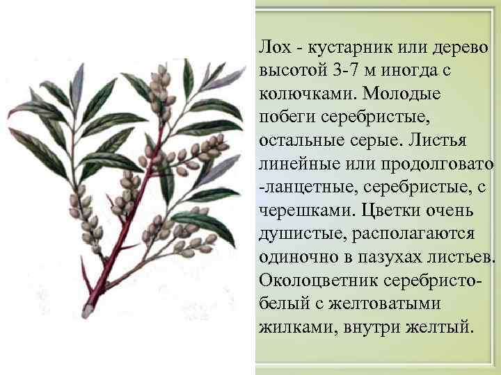  • Лох - кустарник или дерево высотой 3 -7 м иногда с колючками.