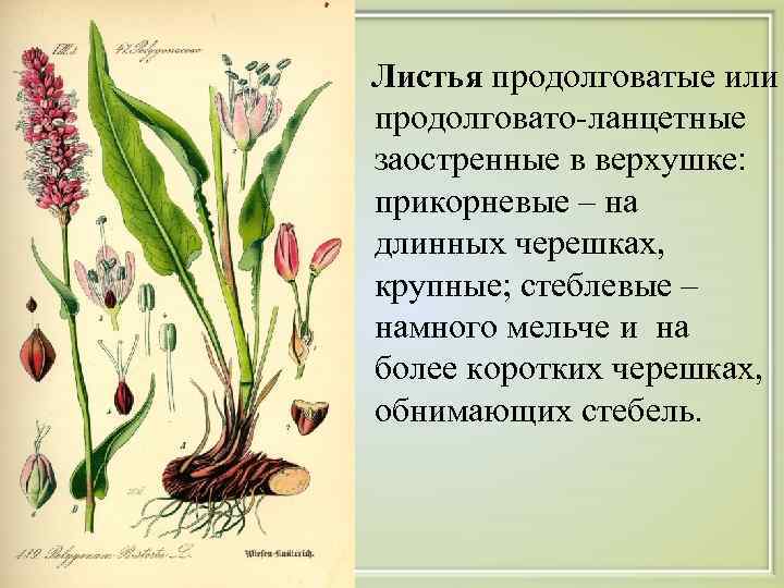  Листья продолговатые или продолговато-ланцетные заостренные в верхушке: прикорневые – на длинных черешках, крупные;