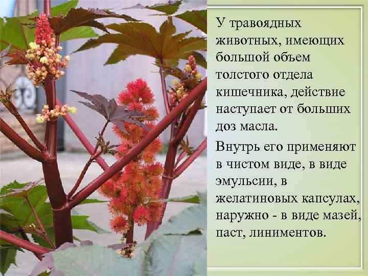  • У травоядных животных, имеющих большой объем толстого отдела кишечника, действие наступает от