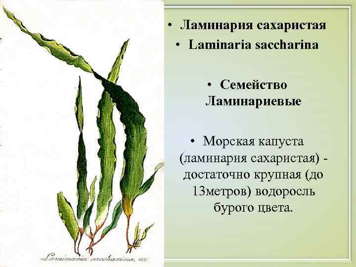  • Ламинария сахаристая • Laminaria saccharina • Семейство Ламинариевые • Морская капуста (ламинария