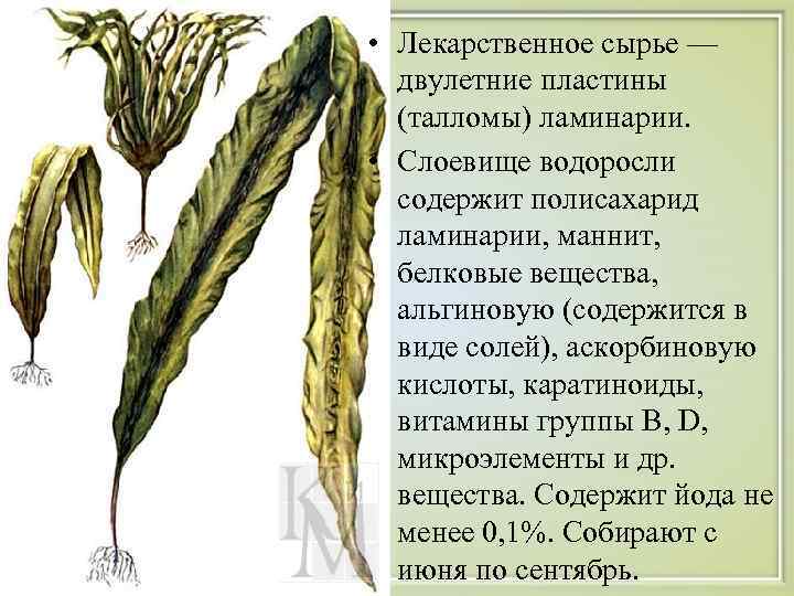  • Лекарственное сырье — двулетние пластины (талломы) ламинарии. • Слоевище водоросли содержит полисахарид