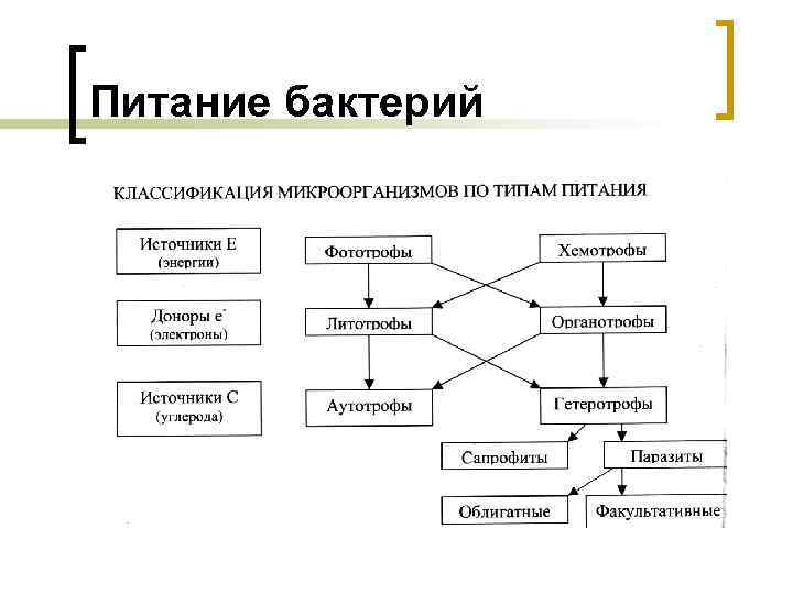 Питание бактерий 