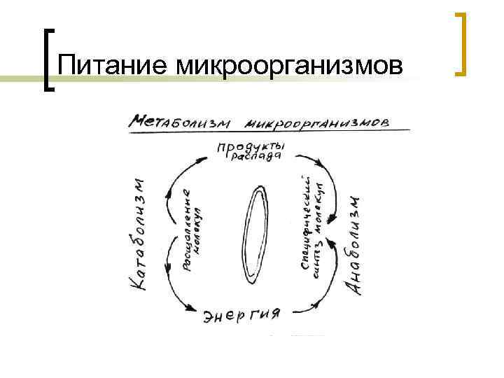 Питание микроорганизмов 