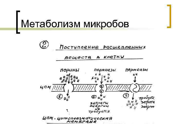 Метаболизм микробов 