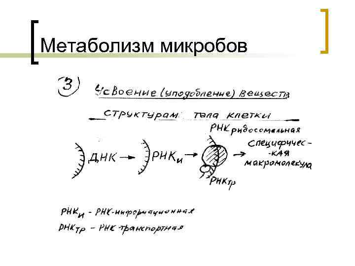 Метаболизм микробов 