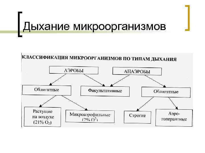 Дыхание микроорганизмов 