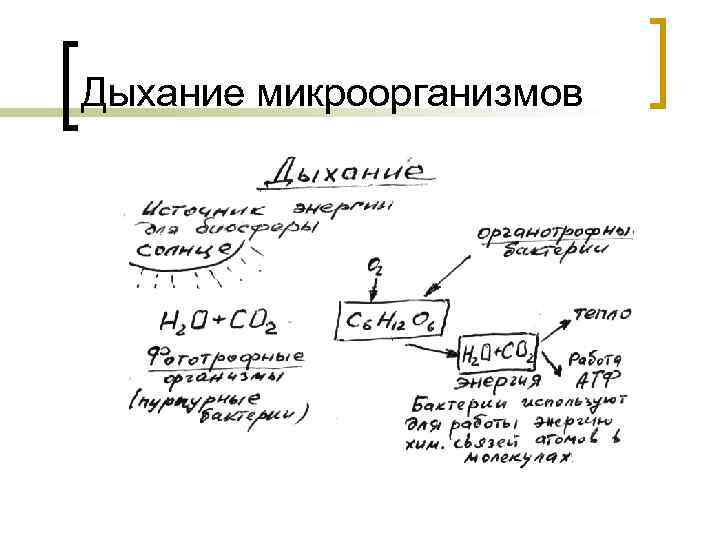 Дыхание микроорганизмов 