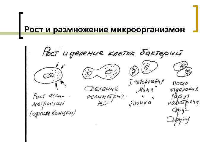 Рост и размножение микроорганизмов 