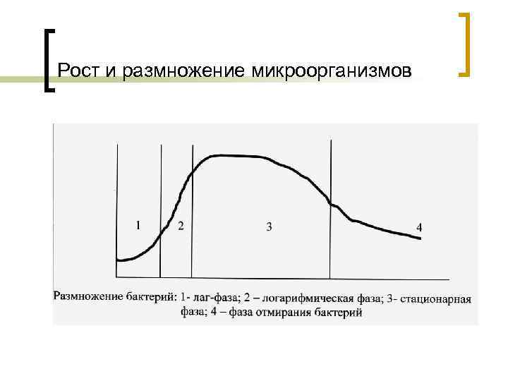 Рост и размножение микроорганизмов 