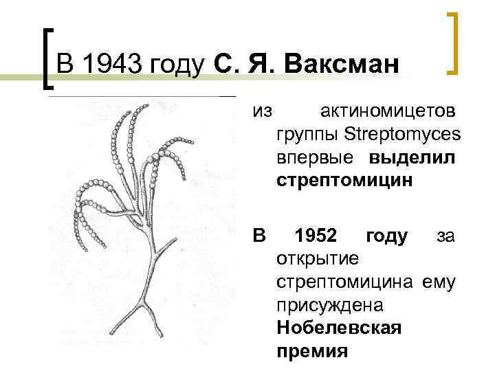 В 1943 году С. Я. Ваксман из актиномицетов группы Streptomyces впервые выделил стрептомицин В