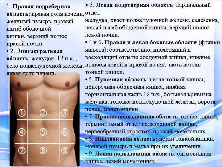  • 3. Левая подреберная область: кардиальный 1. Правая подреберная область: правая доля печени,