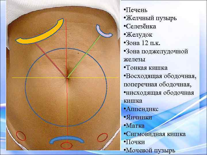  • Печень • Желчный пузырь • Селезёнка • Желудок • Зона 12 п.
