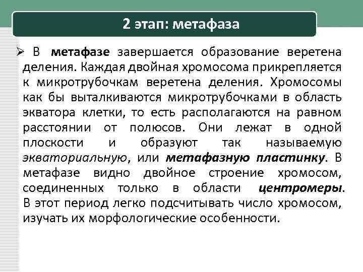 2 этап: метафаза Ø В метафазе завершается образование веретена деления. Каждая двойная хромосома прикрепляется