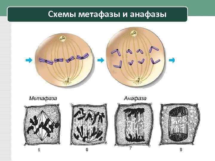 Схемы метафазы и анафазы Метафаза Анафаза 