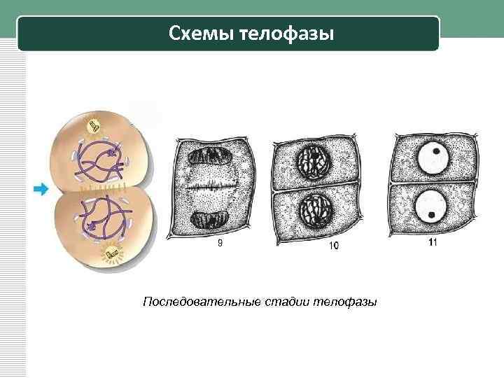 Схемы телофазы Последовательные стадии телофазы 
