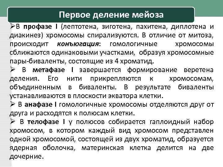 Первое деление мейоза ØВ профазе I (лептотена, зиготена, пахитена, диплотена и диакинез) хромосомы спирализуются.