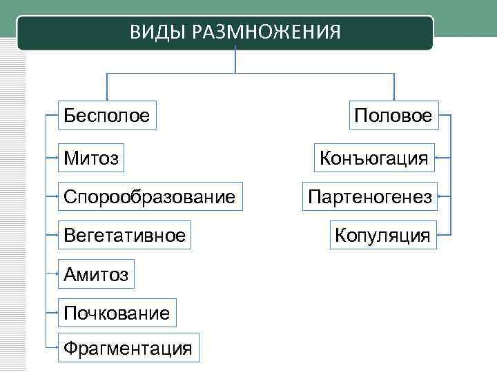 Изобразите разнообразие способов размножения в виде схемы