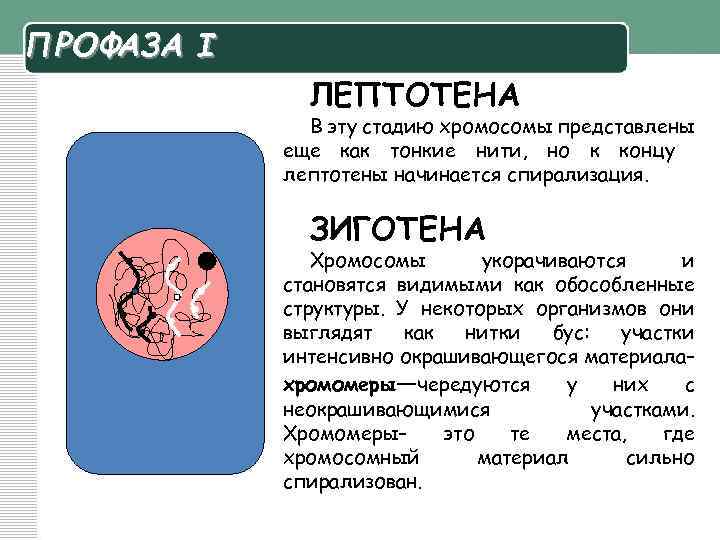 ПРОФАЗА I ЛЕПТОТЕНА В эту стадию хромосомы представлены еще как тонкие нити, но к