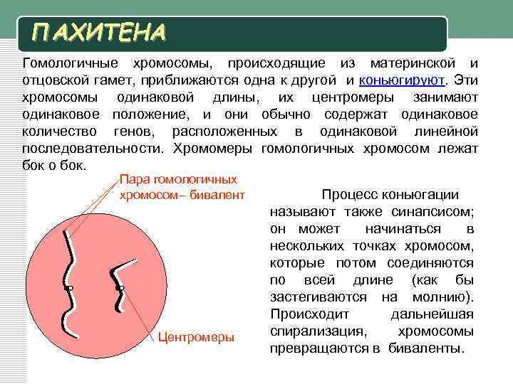 ПАХИТЕНА Гомологичные хромосомы, происходящие из материнской и отцовской гамет, приближаются одна к другой и