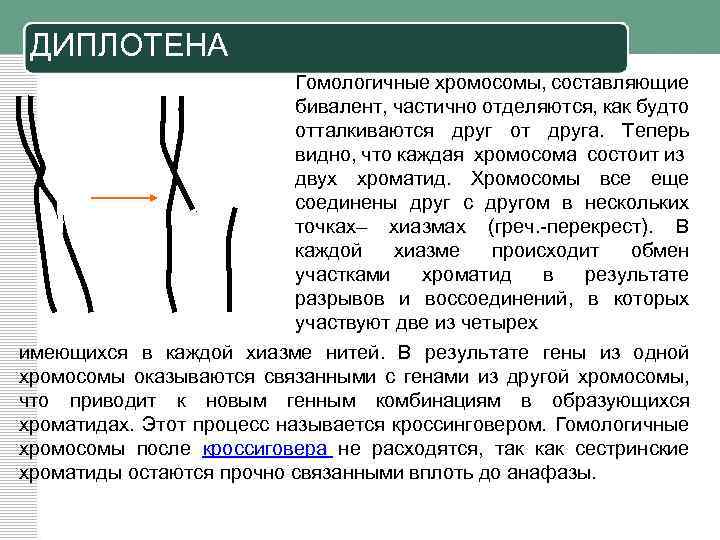 ДИПЛОТЕНА Гомологичные хромосомы, составляющие бивалент, частично отделяются, как будто отталкиваются друг от друга. Теперь