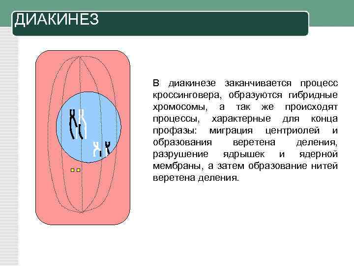ДИАКИНЕЗ В диакинезе заканчивается процесс кроссинговера, образуются гибридные хромосомы, а так же происходят процессы,