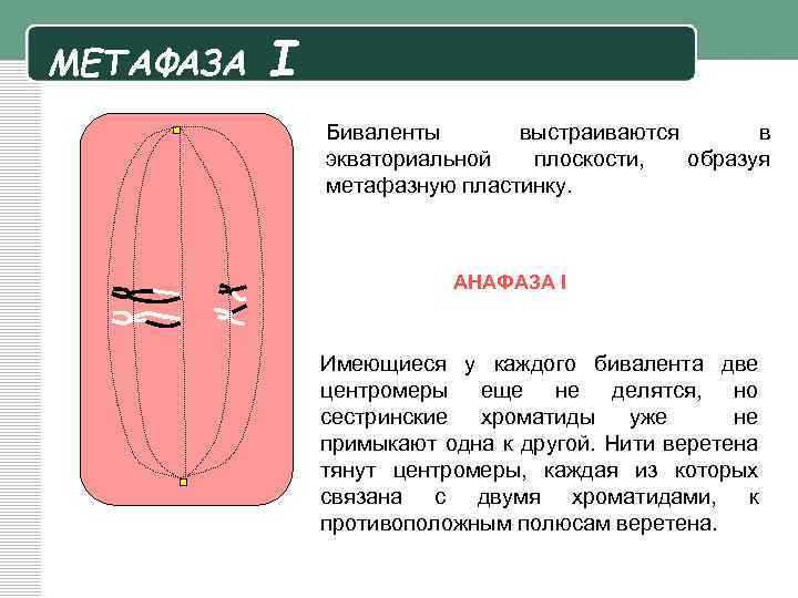 Характеристика метафазы