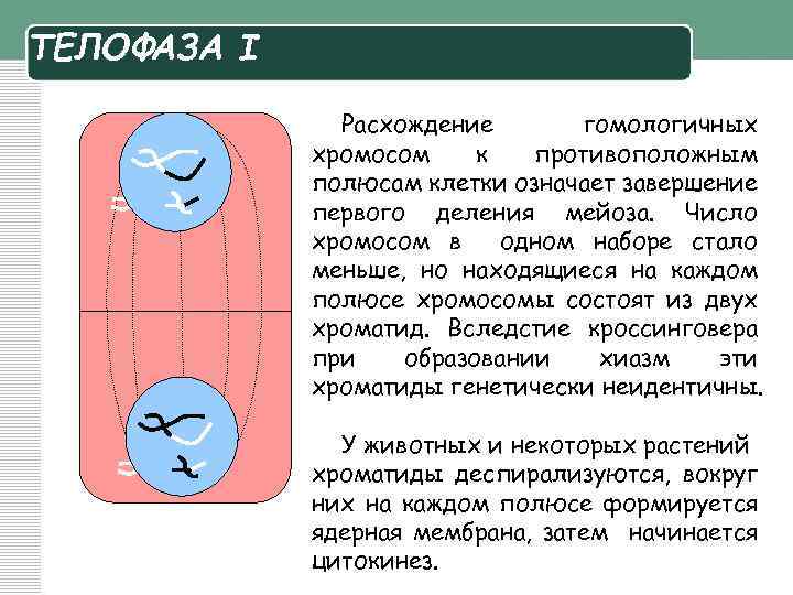 Расхождение хромосом к полюсам клетки фаза