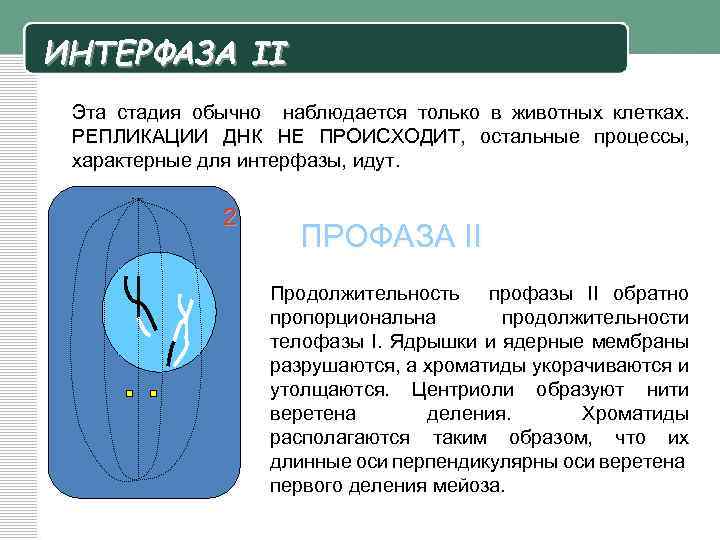ИНТЕРФАЗА II Эта стадия обычно наблюдается только в животных клетках. РЕПЛИКАЦИИ ДНК НЕ ПРОИСХОДИТ,