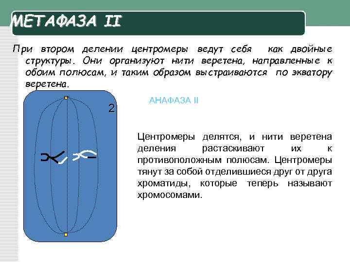 МЕТАФАЗА II При втором делении центромеры ведут себя как двойные структуры. Они организуют нити