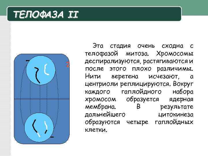 ТЕЛОФАЗА II 2 Эта стадия очень сходна с телофазой митоза. Хромосомы деспирализуются, растягиваются и