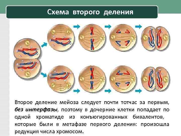 Схема мейоза 1 деление с пояснениями