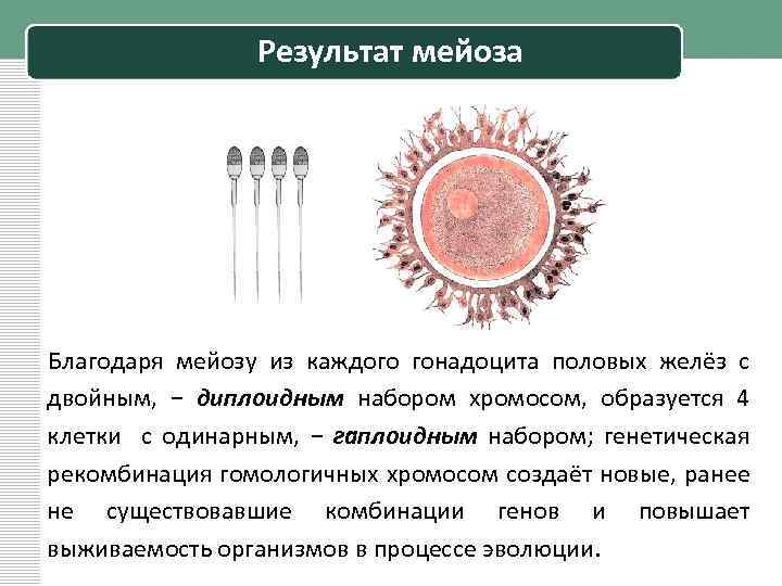 Результат мейоза Благодаря мейозу из каждого гонадоцита половых желёз с двойным, − диплоидным набором