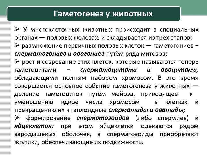 Гаметогенез у животных Ø У многоклеточных животных происходит в специальных органах — половых железах,