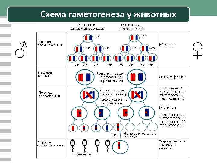 При гаметогенезе клетки делятся. Таблица гаметогенез и его стадии. Схема гаметогенеза подробная таблица. Схема гаметогенеза у животных. Периоды гаметогенеза таблица.