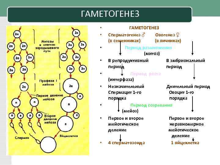 Какие стадии гаметогенеза