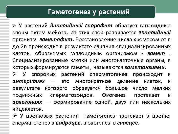Гаметогенез у растений Ø У растений диплоидный спорофит образует гаплоидные споры путем мейоза. Из