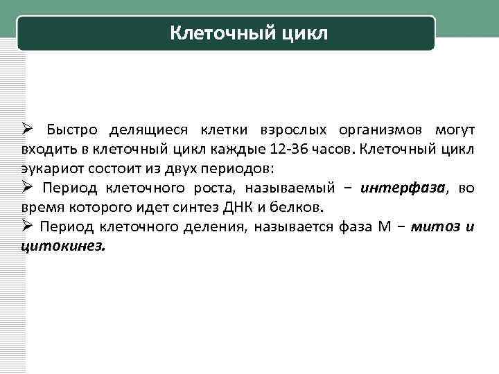 Клеточный цикл Ø Быстро делящиеся клетки взрослых организмов могут входить в клеточный цикл каждые