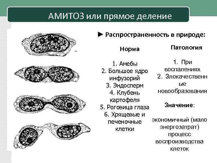 Деление амитозом. Амитоз схема деления. Амитоз прямое деление. Амитоз прямое деление клетки. Амитоз схема.