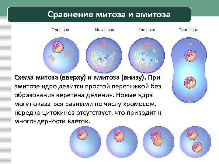 Сравнение митоза и амитоза Схема митоза (вверху) и амитоза (внизу). При амитозе ядро делится