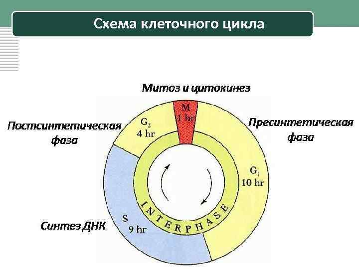 Трехклеточная схема кооперации