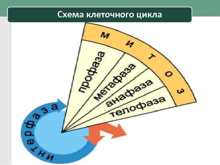 Схема клеточного цикла 