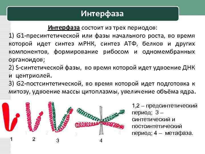 Виды интерфаз