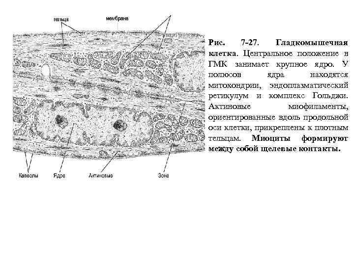 Рис. 7 -27. Гладкомышечная клетка. Центральное положение в ГМК занимает крупное ядро. У полюсов