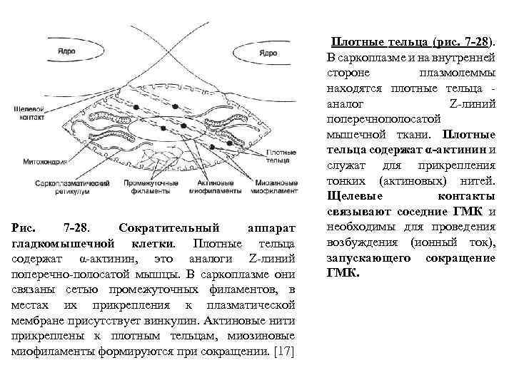 Рис. 7 -28. Сократительный аппарат гладкомышечной клетки. Плотные тельца содержат α-актинин, это аналоги Z-линий