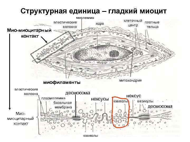 Структурная единица – гладкий миоцит Мио-миоцитарный контакт миолемма эластические ядро волокна митохондрия миофиламенты эластические